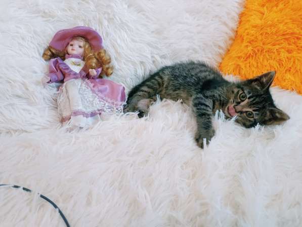 Ручной котенок 1,5мес. самец в Санкт-Петербурге фото 5