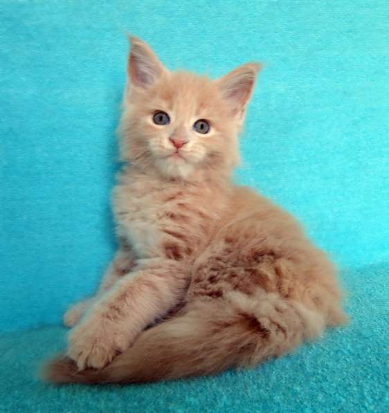 Апельсинки к Новому Году в Рязани фото 79