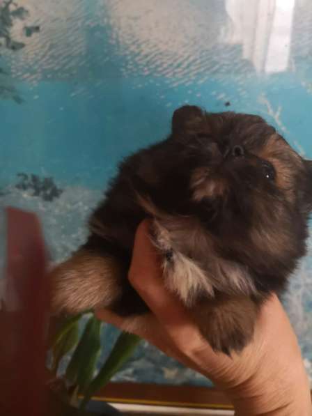 Мини-мишка девочка померанского шпица. Крошечная в фото 20