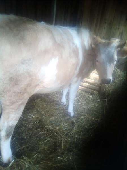 Продаётся стельная корова в Малоярославце фото 9