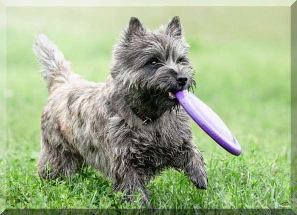 Щенки Керн терьера, девочки в Москве фото 9