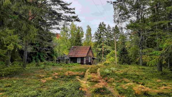 Дом на эстонском хуторе в хвойном лесу под Старым Изборском в Пскове фото 6