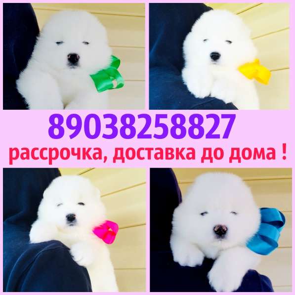 Самоеды щенки + кобели для вязки в Великих Луках