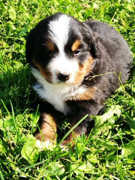 Щенки бернского зенненхунда в Москве фото 12