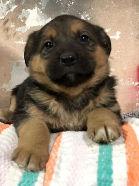 Прекрасная Алиса ищет дом! в Москве фото 11