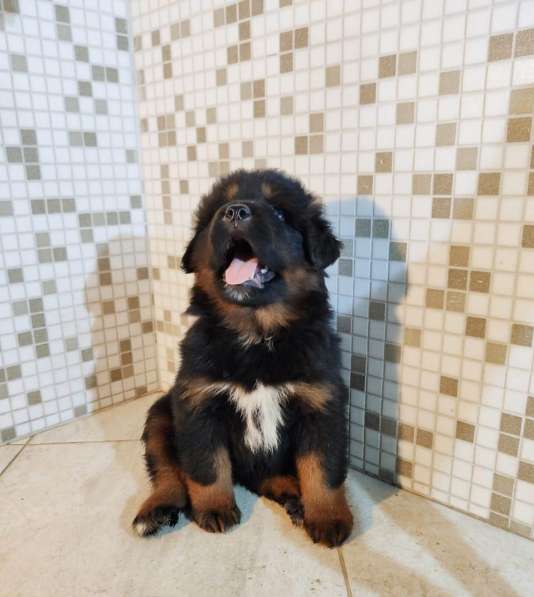 Тибетский мастиф - лучший страж на территории в Москве фото 89