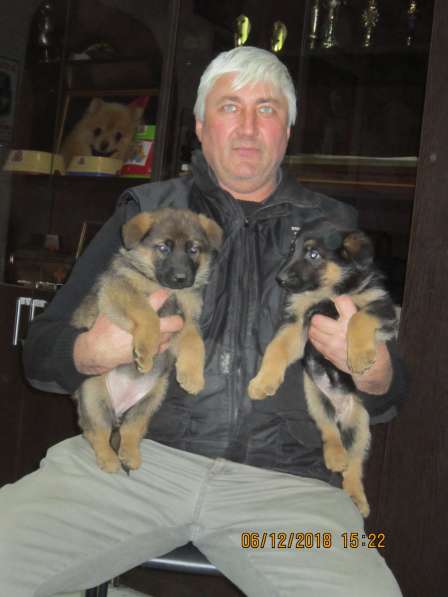 Продаю 3-месячных щенков немецкой овчарки в фото 9