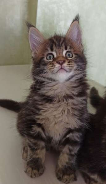 Крупный котенок Мейн кун в Москве фото 13