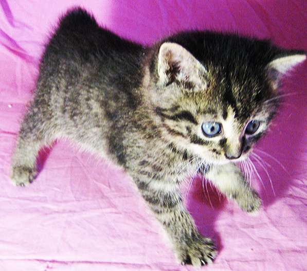 Котята!!! Открыты к резерву в фото 15