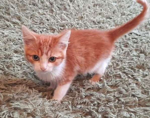 Котята в добрые руки в Москве