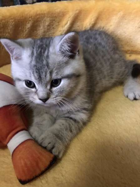 Продаю кота в Саратове фото 7