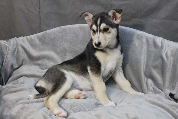 Черный щенок со звездочкой на груди в Санкт-Петербурге фото 31