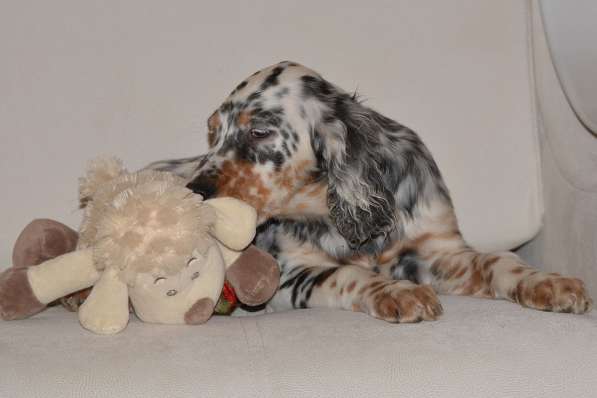 Английский сеттер щенки из элитного питомника в Москве фото 138