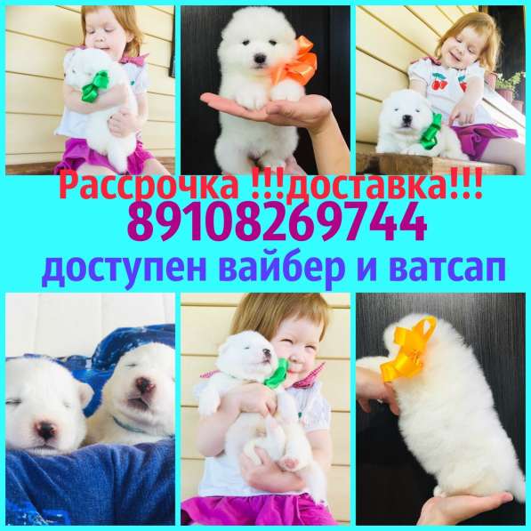 Щеночки самоедской лайки. ми ми мишки в Угличе