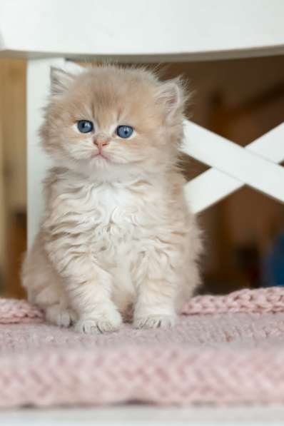 Британский длинношерстный котенок драгоценного окраса в Москве фото 9