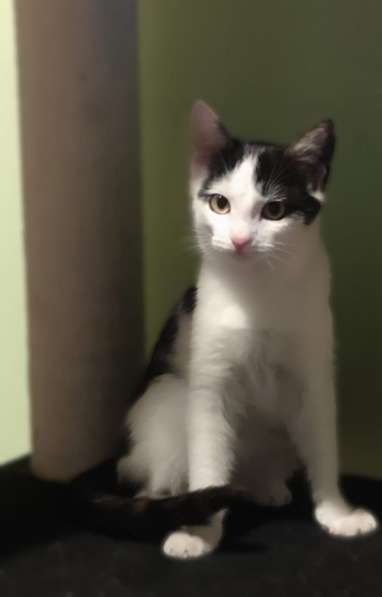 Милый котёнок Зося в добрые руки в Москве фото 6