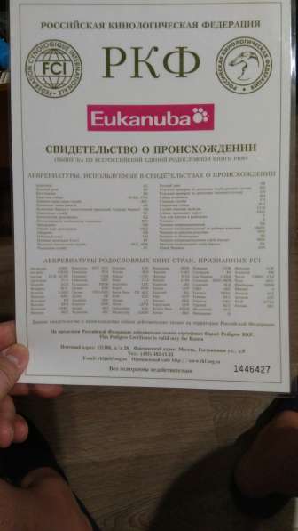Мини Йорик в Красногорске фото 4