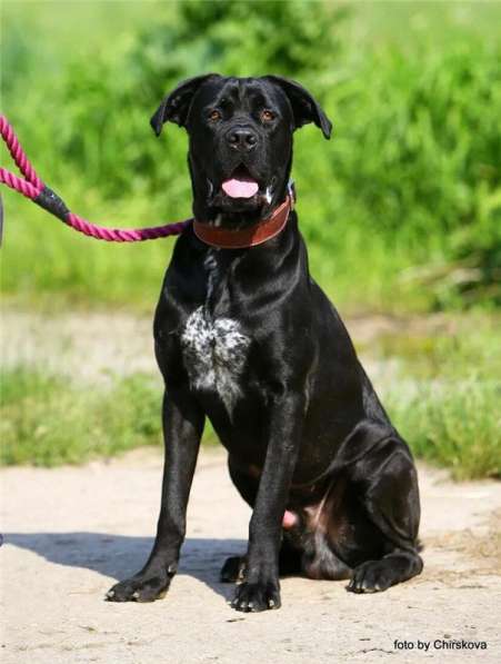 Молодой кане корсо Крош ищет семью в Москве фото 4