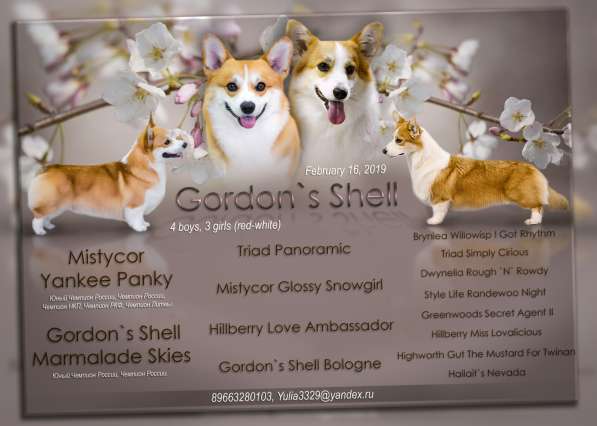 Щенки Вельш Корги Пемброк в Москве фото 7