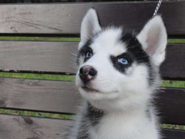 Маленькая Маркиза