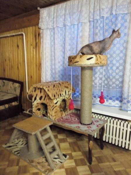 Игровой комплекс для кошек в фото 5