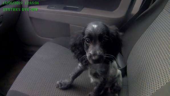 Щенки русского спаниеля в Омске фото 4