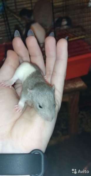 Крысятки дамбо в Муроме фото 8