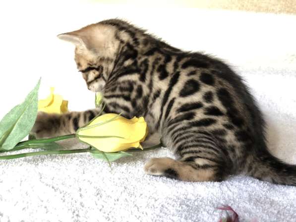 Предлагаются Бенгальские котята из питомника с документами в фото 48