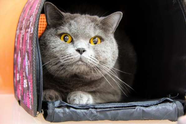 Зоогостиница BookingCat Люберцы/Жулебино в Люберцы фото 48