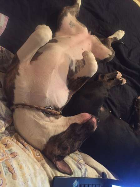 Standard Bullterrier. Female в Санкт-Петербурге фото 10