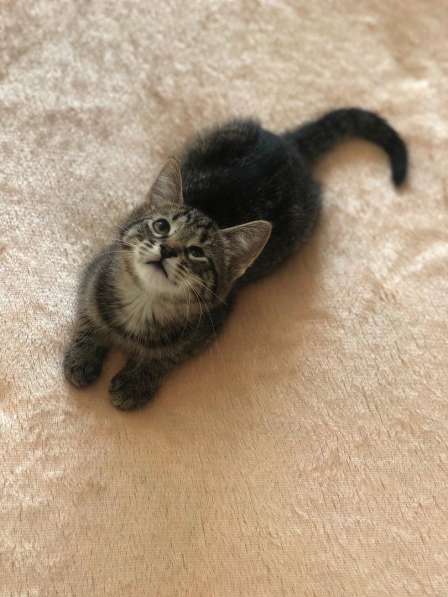 Мурлыка-котенок с дефектом глазика очень ищет дом в Санкт-Петербурге фото 50