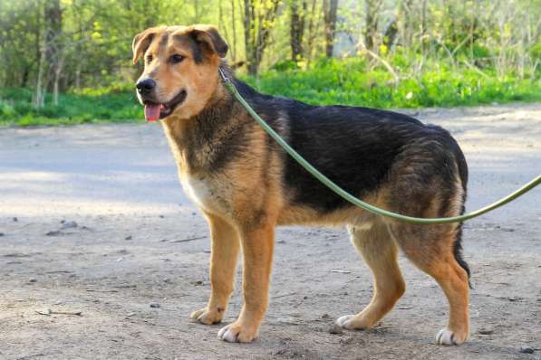 Собака в хорошие руки в Санкт-Петербурге фото 3