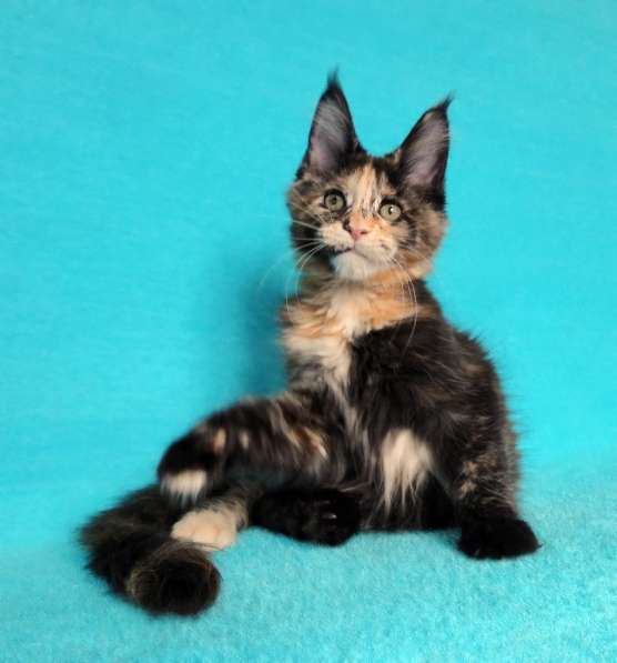 Кошечка мейн-кун из питомнника в Казани фото 22