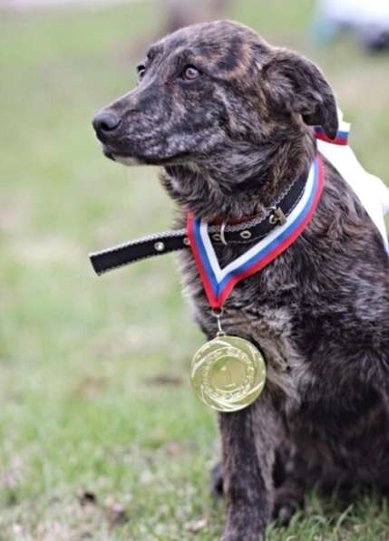 Щенки в добрые руки