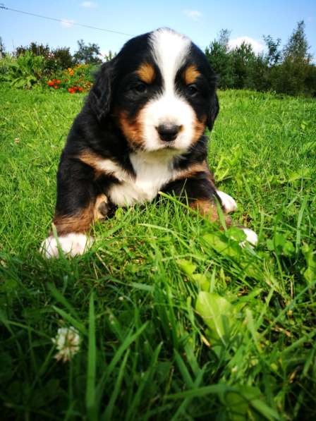 Щенки бернского зенненхунда в Москве фото 13