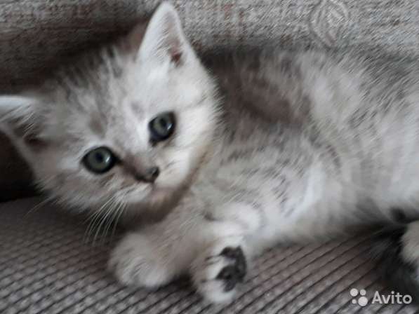 Котята вислоухие и прямоухие в Иванове фото 12