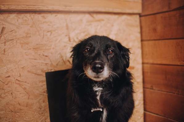 Весёлая, ласковая Чукча ищет семью в Москве фото 38