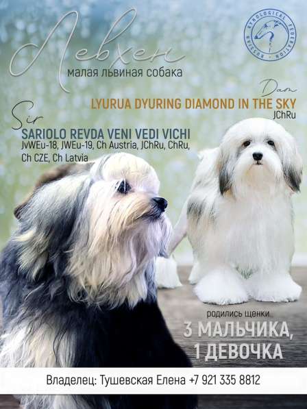 Щенки породы Малая Львиная Собака в Москве фото 3