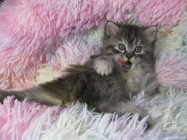 Котята!!! Открыты к резерву в фото 11