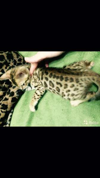 Продажа бенгальских котят в Москве фото 7