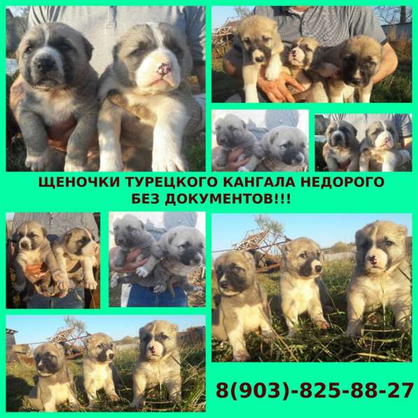 Щенки турецкого кангала крупные красавцы