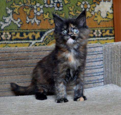 Котята мейн-кун в Москве фото 4