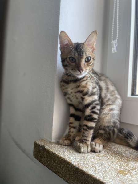 Бенгальский котенок с родословной