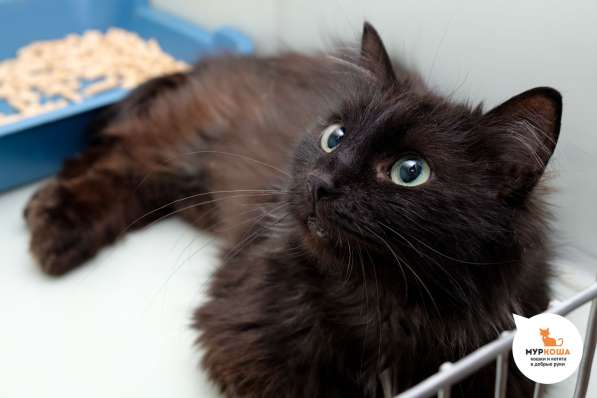 Кошечка Нутелла в Москве фото 3