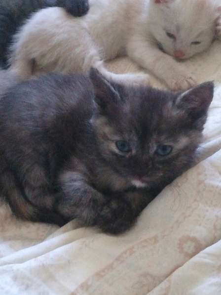 Отдам в добрые руки в Ульяновске фото 3