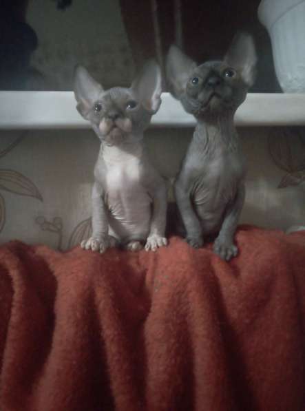 Канадские сфинксы в Иркутске фото 7