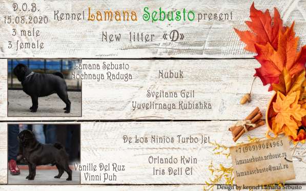 Мопс, черная девочка в Москве фото 4