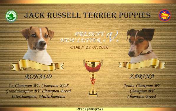 Щенки Джек рассел в 