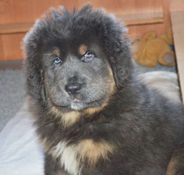 Тибетский мастиф - лучший страж на территории в Москве фото 63