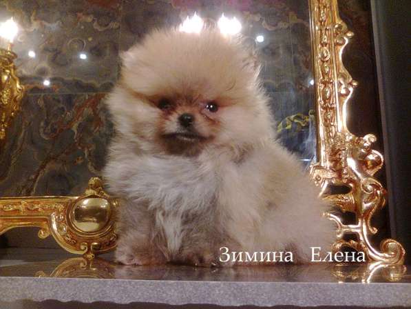 Мальчик помиранского шпица